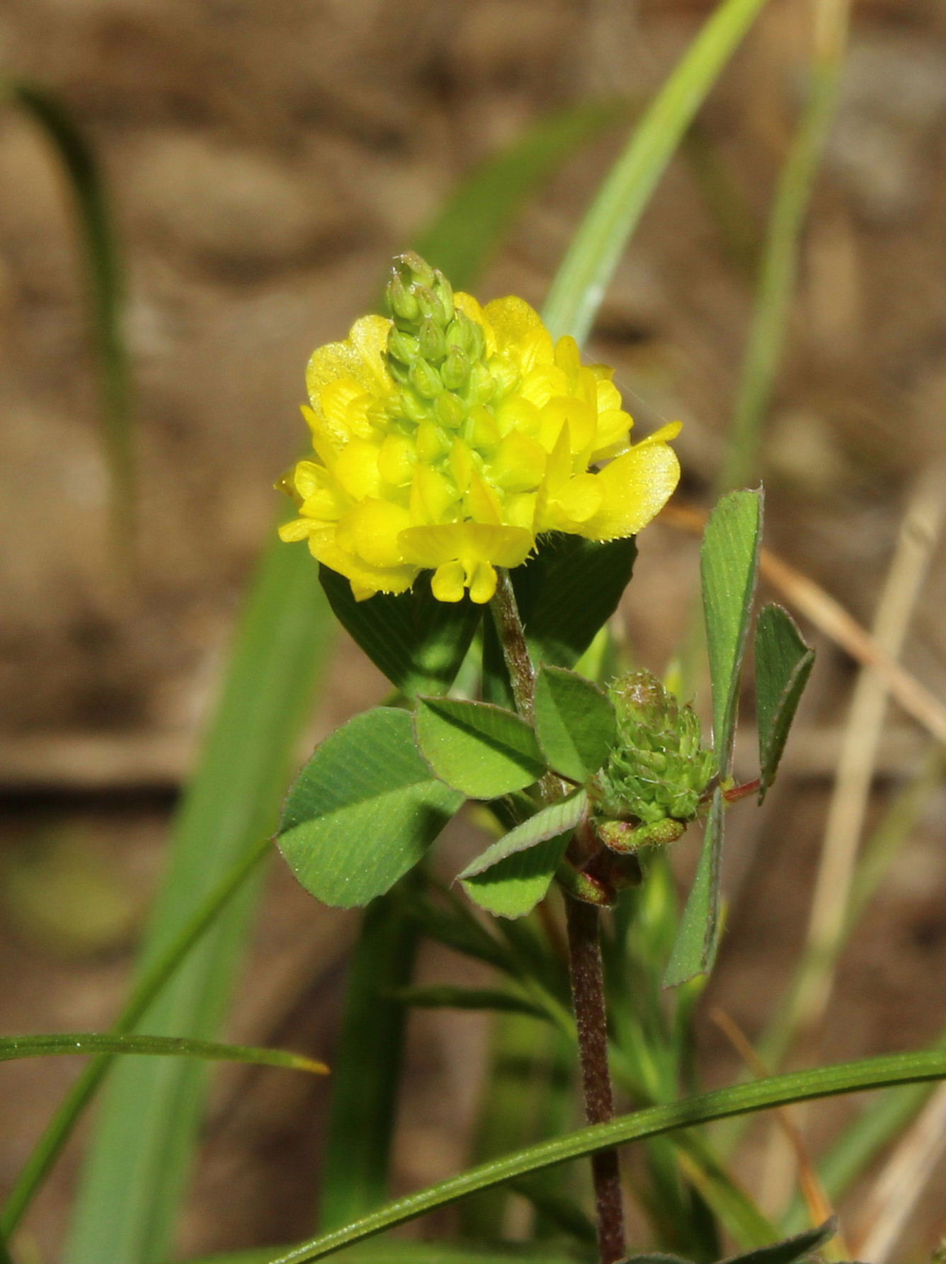 Trifolium campestre / Trifoglio campestre